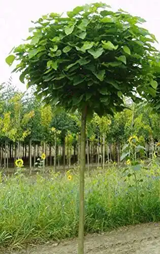 Böring Kugel-Trompetenbaum – Catalpa bignonioides