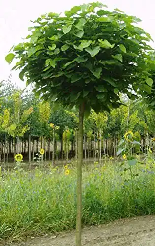 Böring Kugel-Trompetenbaum – Catalpa bignonioides