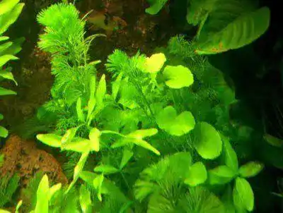 Wasserpest Mühlan Wasserpflanzen 5 Bund, 5-6 Pflanzen für Teich und Aquarium