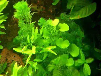 Wasserpest Mühlan Wasserpflanzen 5 Bund, 5-6 Pflanzen für Teich und Aquarium