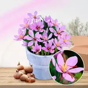 Krokuszwiebeln – Mehrjährige Blumenzwiebeln für Garten und Balkon