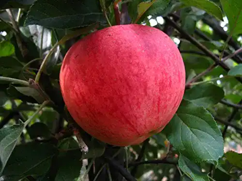 Apfelbaum Elstar – Malus domestica, winterhart, im Topf