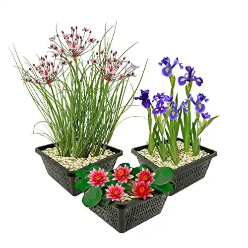 Wasserpflanzen Set für Teich – 9 winterharte Pflanzen inklusive Pflanzkörbe