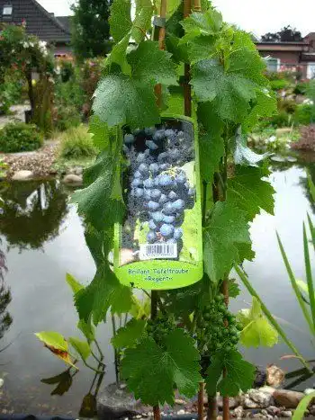 Weinrebe Plantenwelt Regent 80 cm im 3 Liter Pflanzcontainer