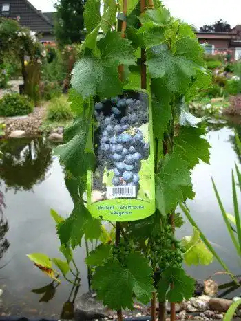 Weinrebe Plantenwelt Regent 80 cm im 3 Liter Pflanzcontainer