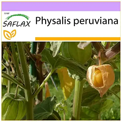 Physalis-Samen von Saflax – Kapstachelbeere, 100 Samen