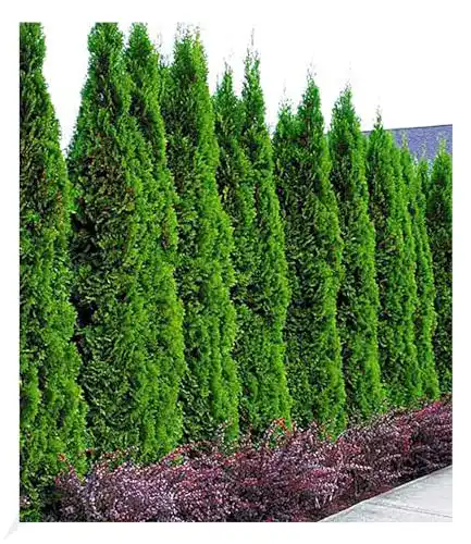 Thuja Baldur Garten Smaragd Lebensbaum – immergrün, winterhart