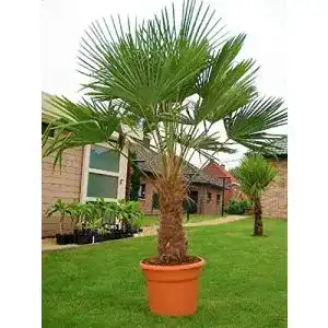 Chinesische Hanfpalme CSL Sunrise GmbH – Seltene Palmen Kreuzung