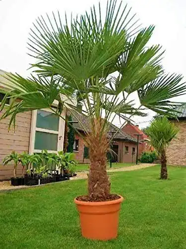 Chinesische Hanfpalme CSL Sunrise GmbH – Seltene Palmen Kreuzung