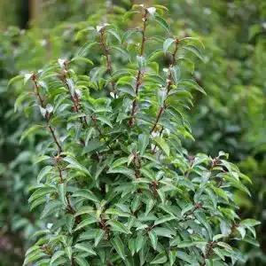 Kirschlorbeer Angustifolia als Sichtschutzpflanze im 5 Liter Topf