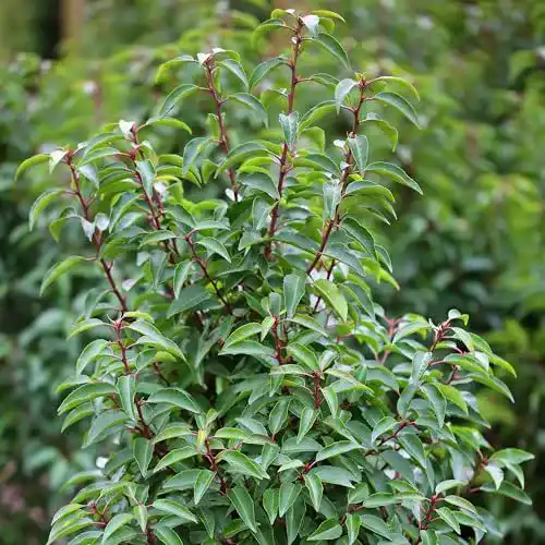 Kirschlorbeer Angustifolia als Sichtschutzpflanze im 5 Liter Topf