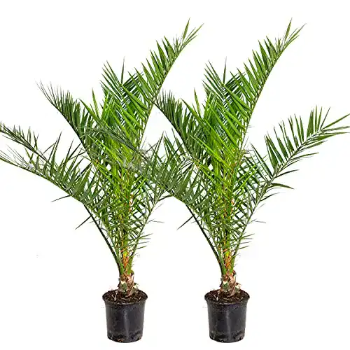 Winterharte Palmen 2x Phoenix Canariensis – Kanarische Dattelpalme