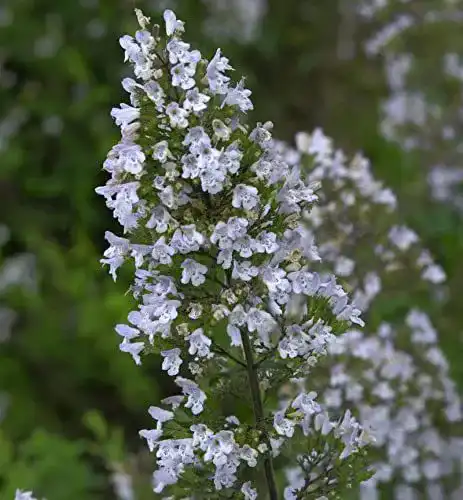 Bergminze Kleinblättrige – Calamintha nepeta im Vergleich