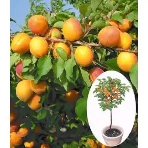Aprikosenbaum Baldur Garten Compacta Super Compact, 1 Pflanze