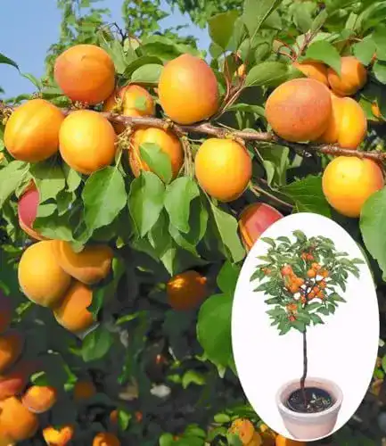 Aprikosenbaum Baldur Garten Compacta Super Compact, 1 Pflanze
