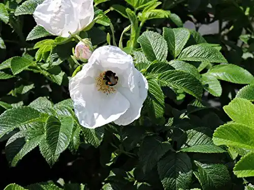 Kartoffelrose Trio mit weißer Apfelrose und Hagebutte