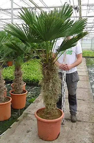 Hanfpalme Trachycarpus wagnerianus – verschiedene Größen, winterhart