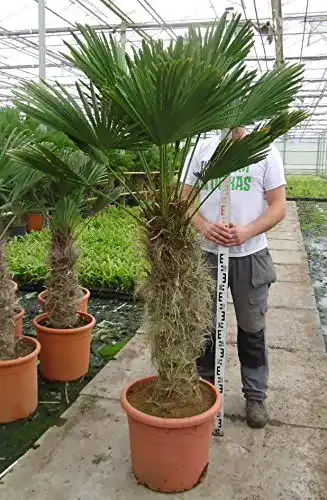 Hanfpalme Trachycarpus wagnerianus – verschiedene Größen, winterhart