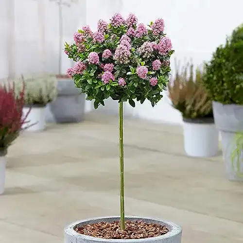 Winterharter Zierbaum Escallonia Pink Elle für Garten und Terrasse