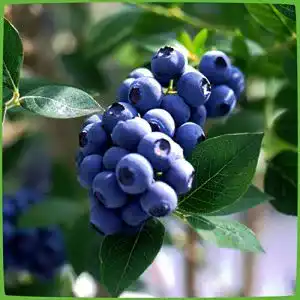 Heidelbeerstrauch Garten Schlüter Heidelbeere ‚Reka‘ – Blaubeeren Pflanze