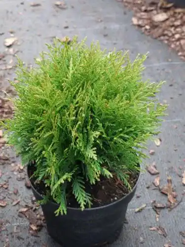 Thuja Lebensbaum Danica – Zwergiger Kugel-Lebensbaum als Containerware