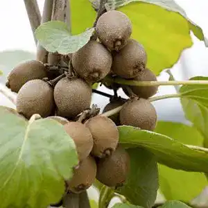 Kiwibaum Pflanzen – Kiwi Pflanze Sorte Jenny für den Garten
