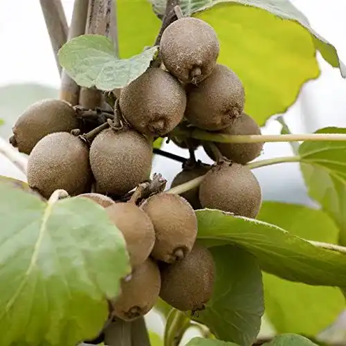 Kiwibaum Pflanzen – Kiwi Pflanze Sorte Jenny für den Garten