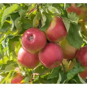Apfelbaum Jonagold – Winterapfel, Kleinbleibend, 120-140cm im Topf