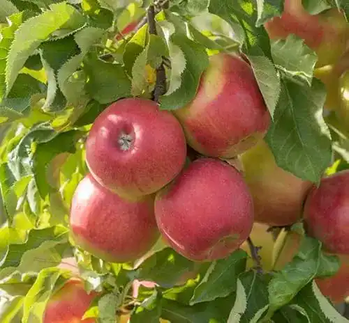Apfelbaum Jonagold – Winterapfel, Kleinbleibend, 120-140cm im Topf