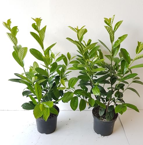Kirschlorbeer Pflanzen Böring 10 Stück Prunus Novita 60-70 cm