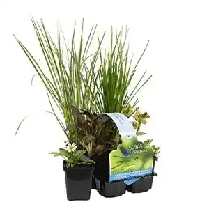 Wasserpflanzen-Mix 6x insektenfreundliche Teichpflanzen für Zone 2 & 3