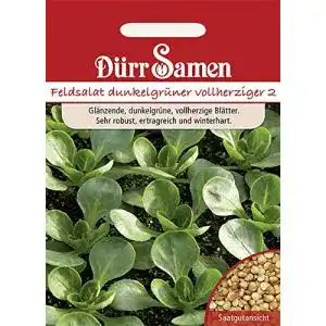 Feldsalat-Samen Dürr-Samen Dunkelgrüner Vollherzig