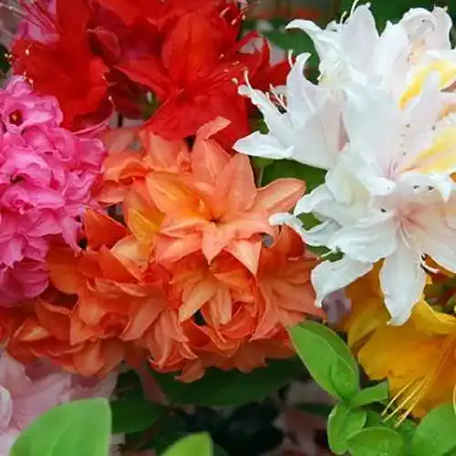 Rhododendron Gardenersdream 6 gemischte japanische Azaleen