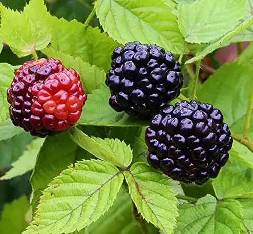 Brombeerstrauch Säulen-Brombeere Navaho Summerlong im Topf