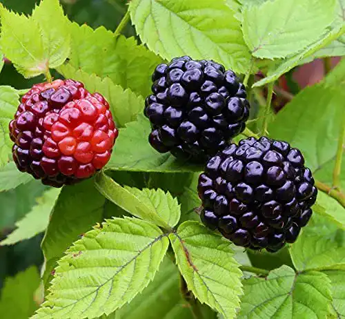 Brombeerstrauch Säulen-Brombeere Navaho Summerlong im Topf