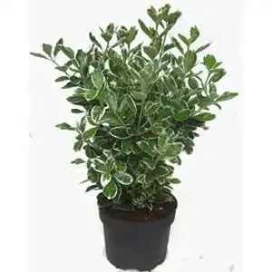 Winterharte Euonymus japonicus ‚Kathy‘ für Balkon und Garten