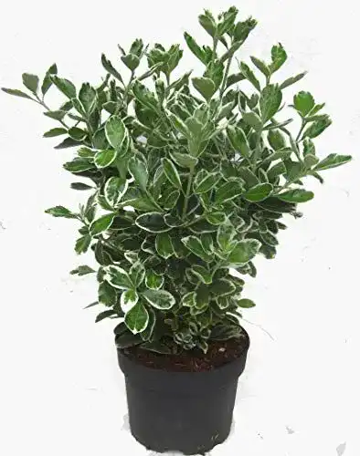 Winterharte Euonymus japonicus ‚Kathy‘ für Balkon und Garten