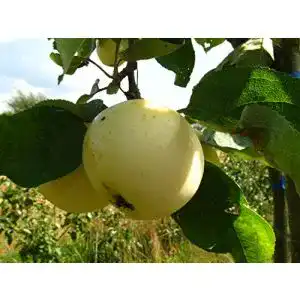 Weißer Klarapfel PlantaPro Apfelbaum Malus domestica im Topf