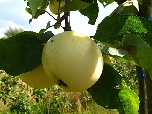 Weißer Klarapfel PlantaPro Apfelbaum Malus domestica im Topf