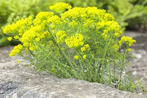 Wolfsmilch PlantaPro Euphorbia cyparissias P 0,5 – Zypressen-Wolfsmilch