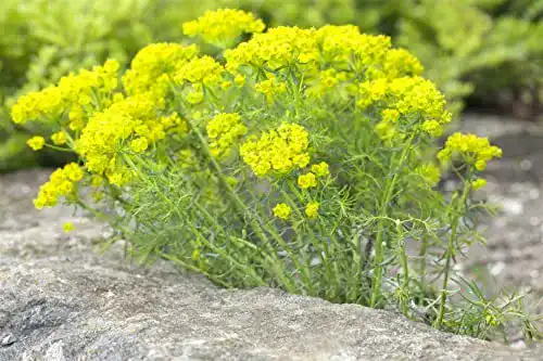 Wolfsmilch PlantaPro Euphorbia cyparissias P 0,5 – Zypressen-Wolfsmilch