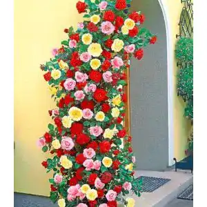 Kletterrose Baldur Garten in Rot, Rosa und Gelb 3 Pflanzen