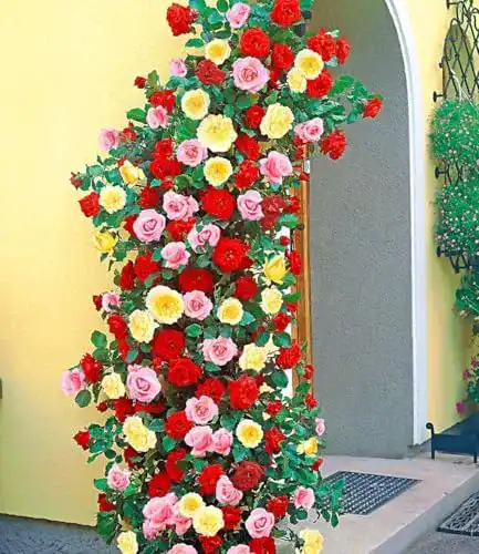Kletterrose Baldur Garten in Rot, Rosa und Gelb 3 Pflanzen