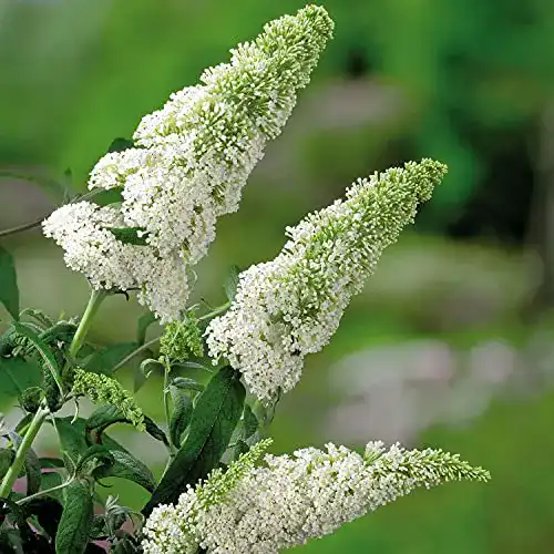 Sommerflieder White Profusion – Winterharte Pflanze für Garten