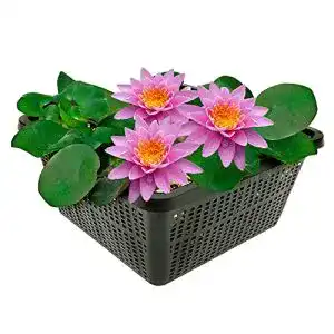 Seerose Nymphaea Pink Opal von Vdvelde.com