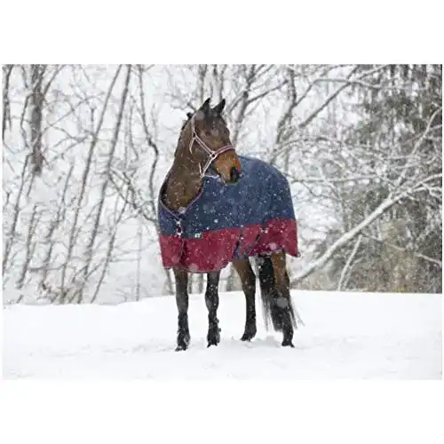 Winterdecke Pferd Equitheme TYREX mit 150g Füllung für milde Winter