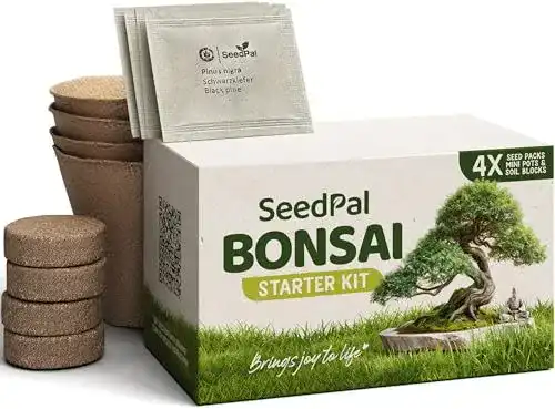 Bonsai Starter Kit Seedpal – Bonsai Anzuchtset mit 4 Samenarten