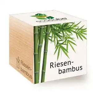 Bambus-Samen Feel Green 296534 Ecocube für Riesenbambus