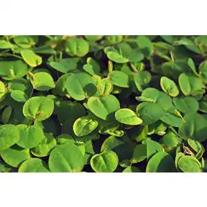 Wolfsmilch Phyllanthus fluitans – Schwimmende Aquarienpflanze