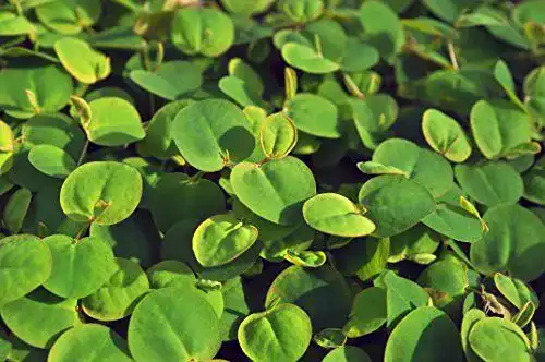 Wolfsmilch Phyllanthus fluitans – Schwimmende Aquarienpflanze
